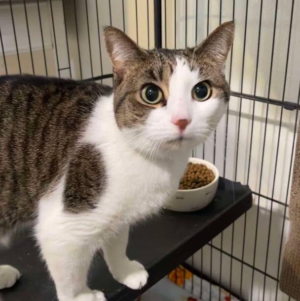 Enlarge Catarina, a ADOPTABLE Domestic Short Hair in Winthrop, ME image 1/1