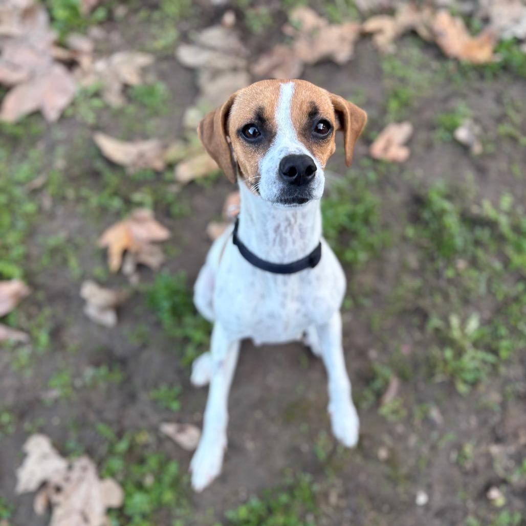 Blanket, Adoptable, Adult Female Chihuahua.