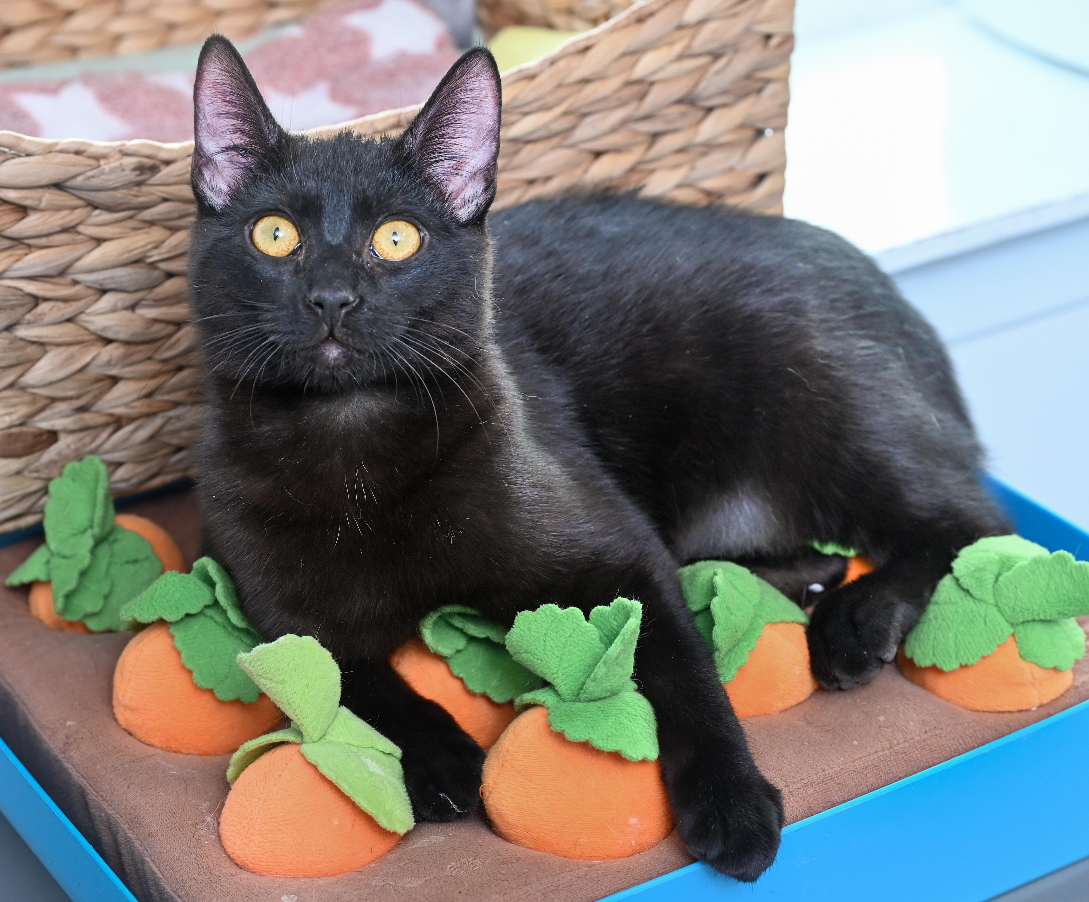 Enlarge Thackery Binx, an adopted Domestic Short Hair in Chattanooga, TN image 2/5