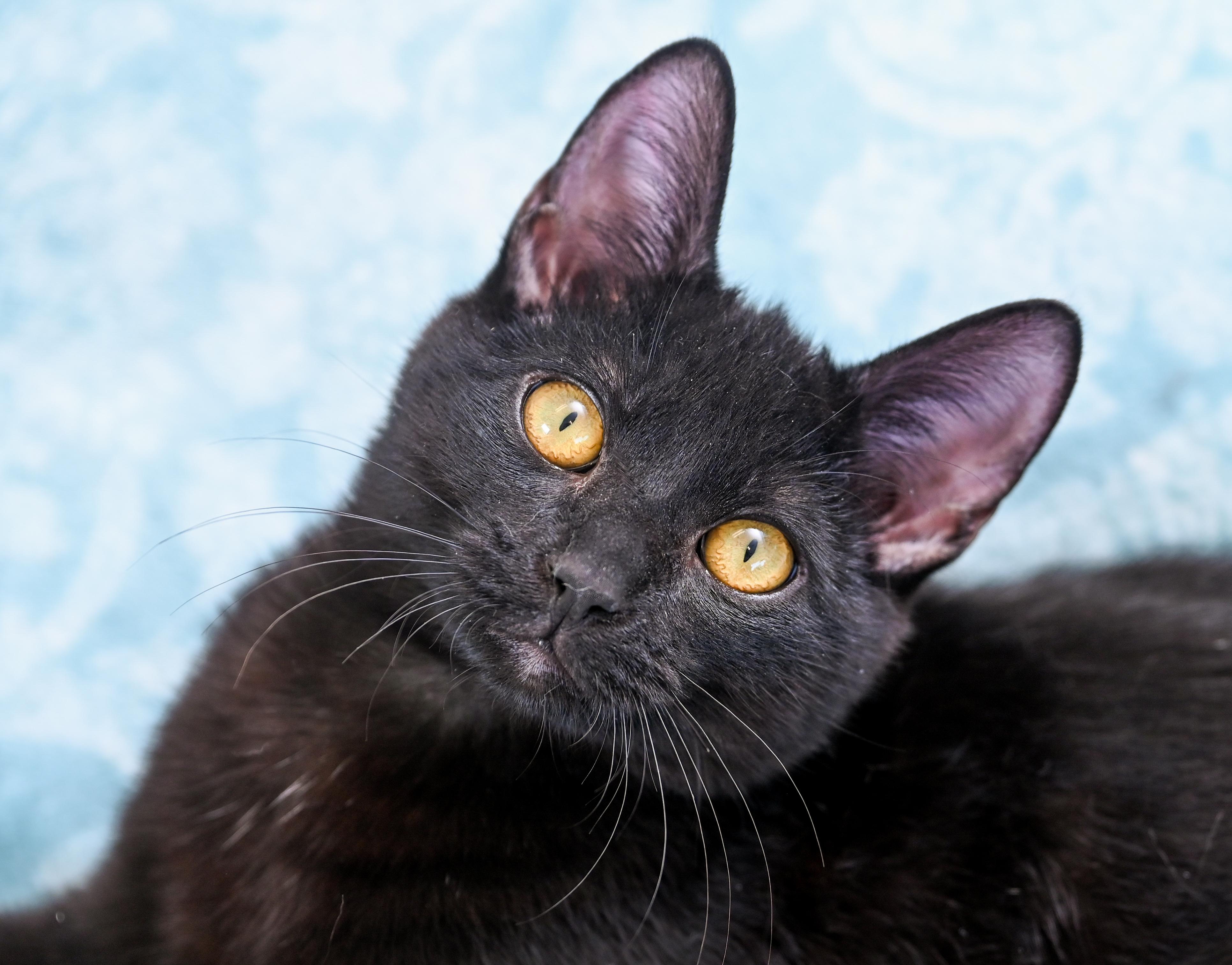 Enlarge Thackery Binx, an adopted Domestic Short Hair in Chattanooga, TN image 1/5