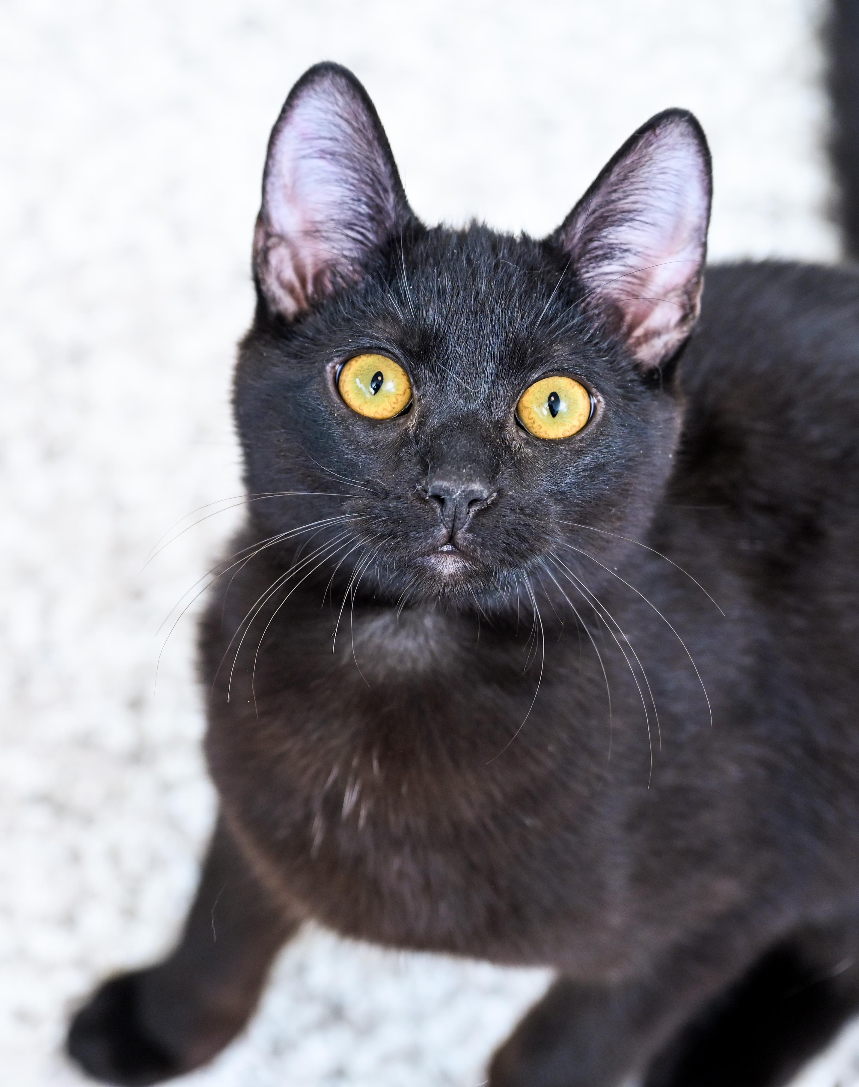 Enlarge Thackery Binx, an adopted Domestic Short Hair in Chattanooga, TN image 4/5