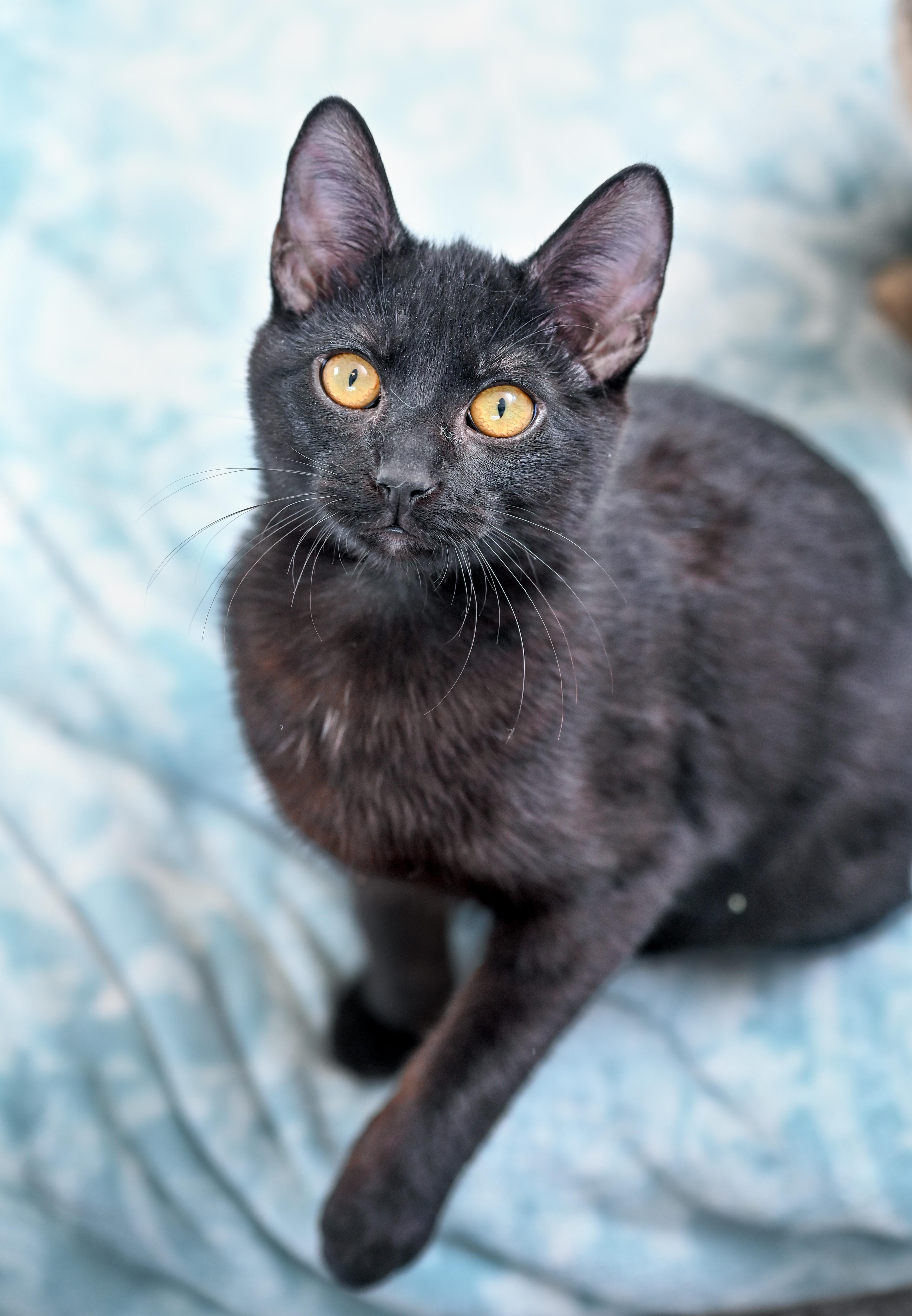 Enlarge Thackery Binx, an adopted Domestic Short Hair in Chattanooga, TN image 5/5