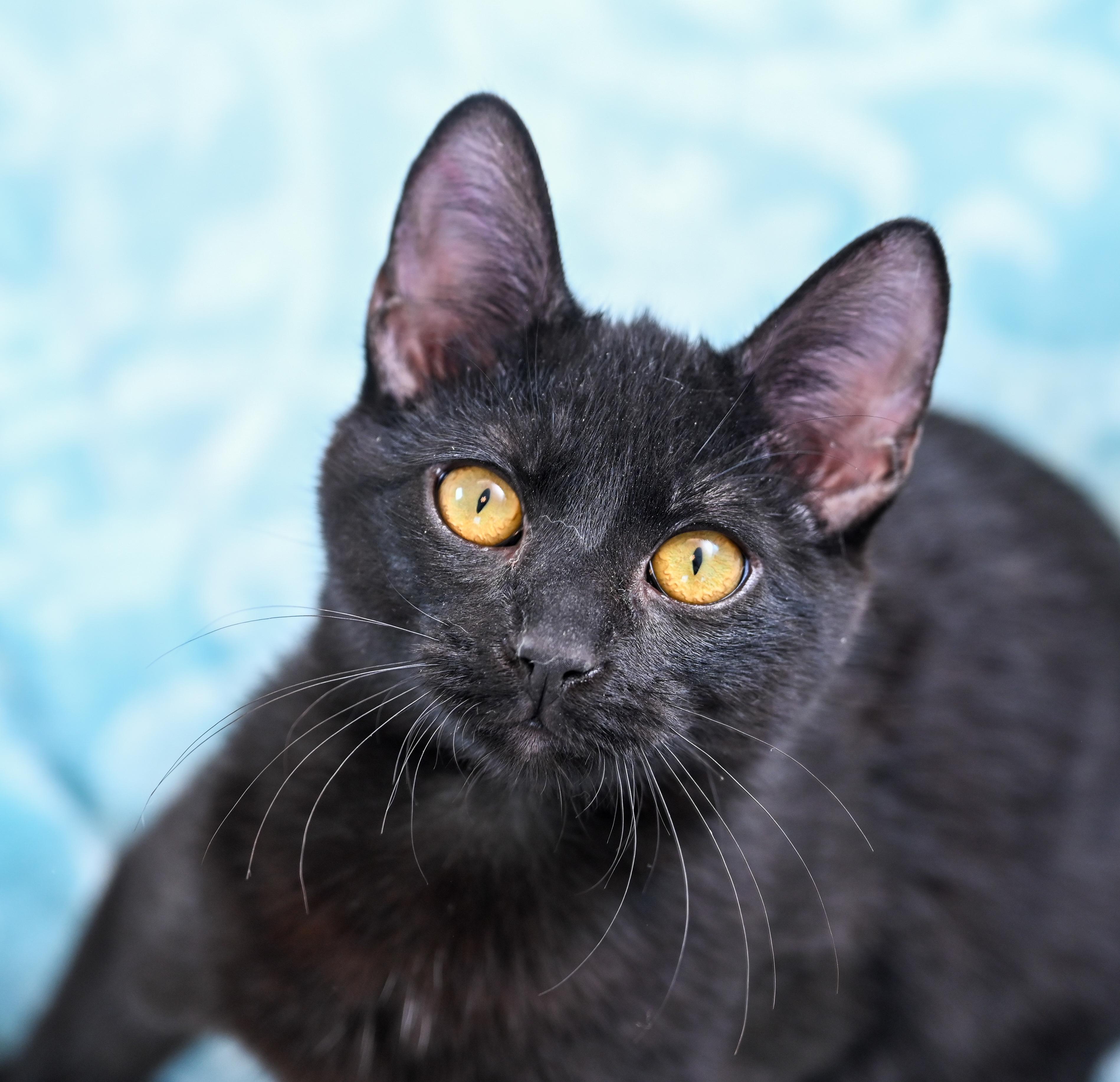 Enlarge Thackery Binx, an adopted Domestic Short Hair in Chattanooga, TN image 3/5