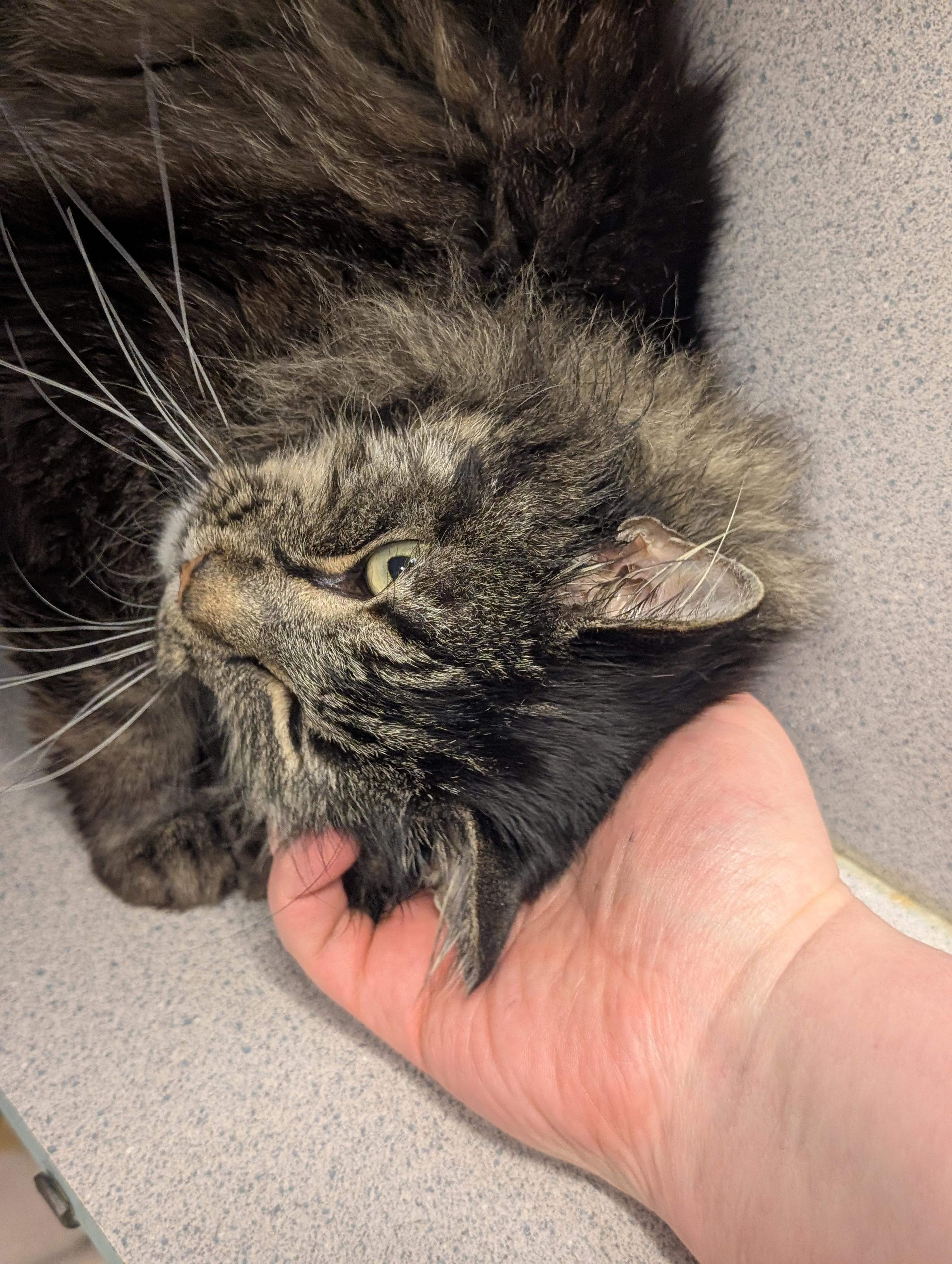 Lo Mein — thumbnail 2