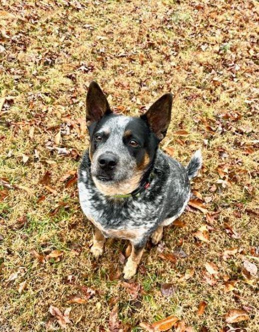 Enlarge Elliott, a Adoptable Australian Cattle Dog / Blue Heeler in Mocksville, NC image 1/4