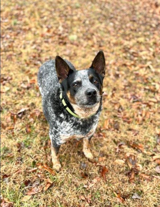 Enlarge Elliott, a Adoptable Australian Cattle Dog / Blue Heeler in Mocksville, NC image 2/4