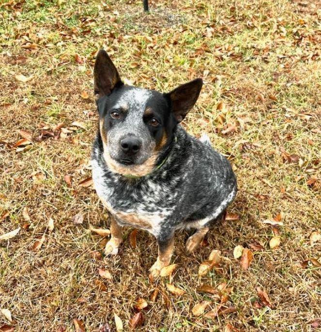 Enlarge Elliott, a Adoptable Australian Cattle Dog / Blue Heeler in Mocksville, NC image 3/4