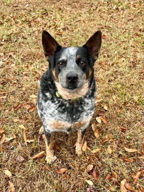 Enlarge Elliott, a Adoptable Australian Cattle Dog / Blue Heeler in Mocksville, NC image 4/4