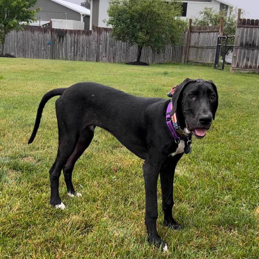Chevy, Adopted, Puppy Male Great Dane.