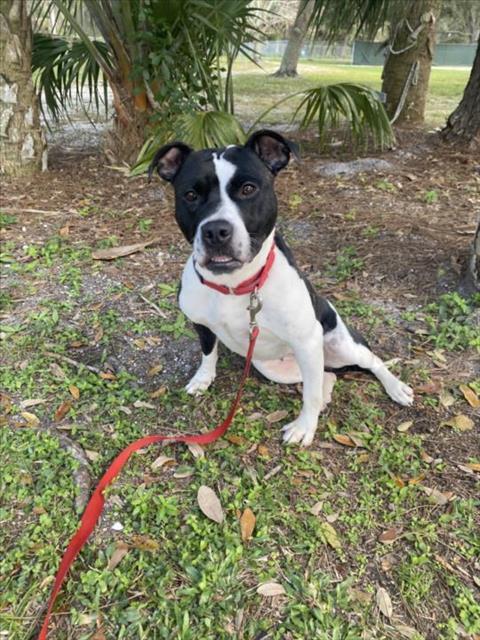 SHEA, Adoptable, Adult Female Pit Bull Terrier.