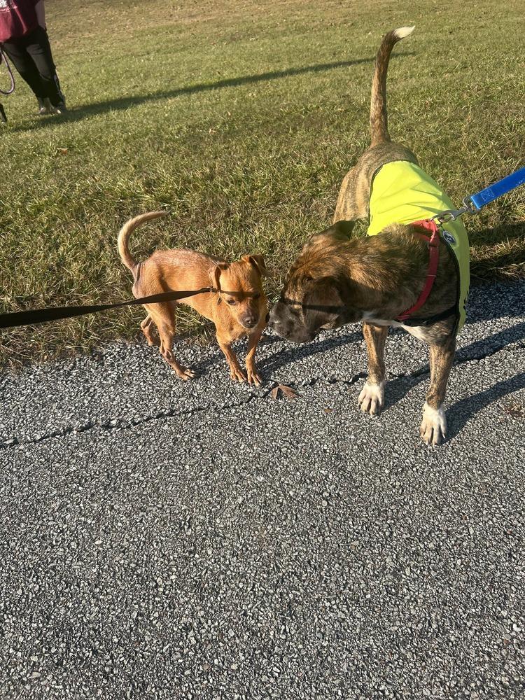 Enlarge LC Daisy, a Adoptable mixed breed in Warrenton, MO image 1/6