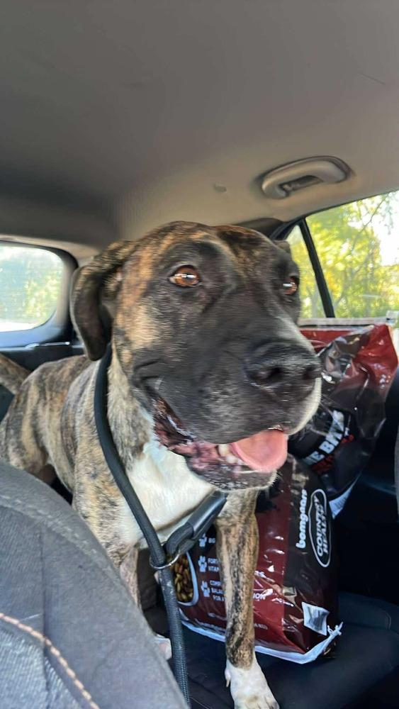 LC Daisy, a Adoptable mixed breed in Warrenton, MO image 1/2