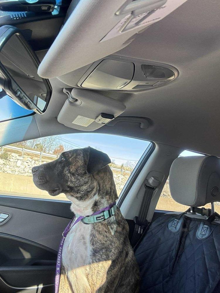 Enlarge LC Daisy, a Adoptable mixed breed in Warrenton, MO image 4/6