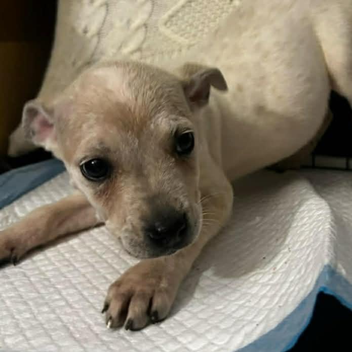 Enlarge Leia_3, a Adoptable Mixed Breed in Franklin, TN image 1/2