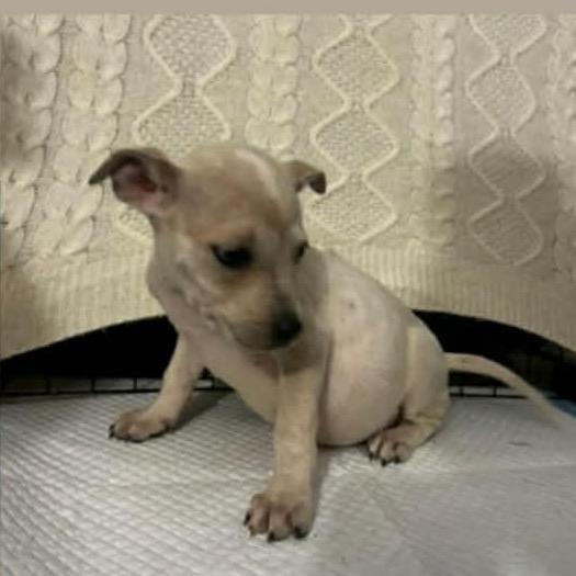 Enlarge Leia_3, a Adoptable Mixed Breed in Franklin, TN image 2/2