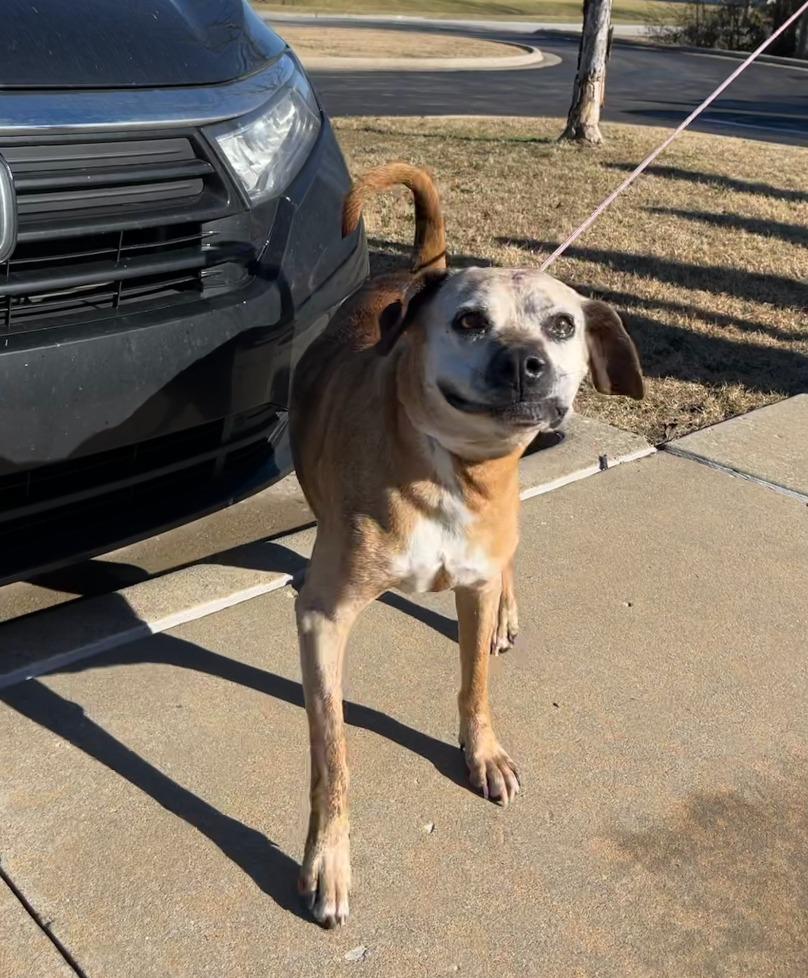 Enlarge Meemaw, a Adoptable mixed breed in Fayetteville, AR image 1/1