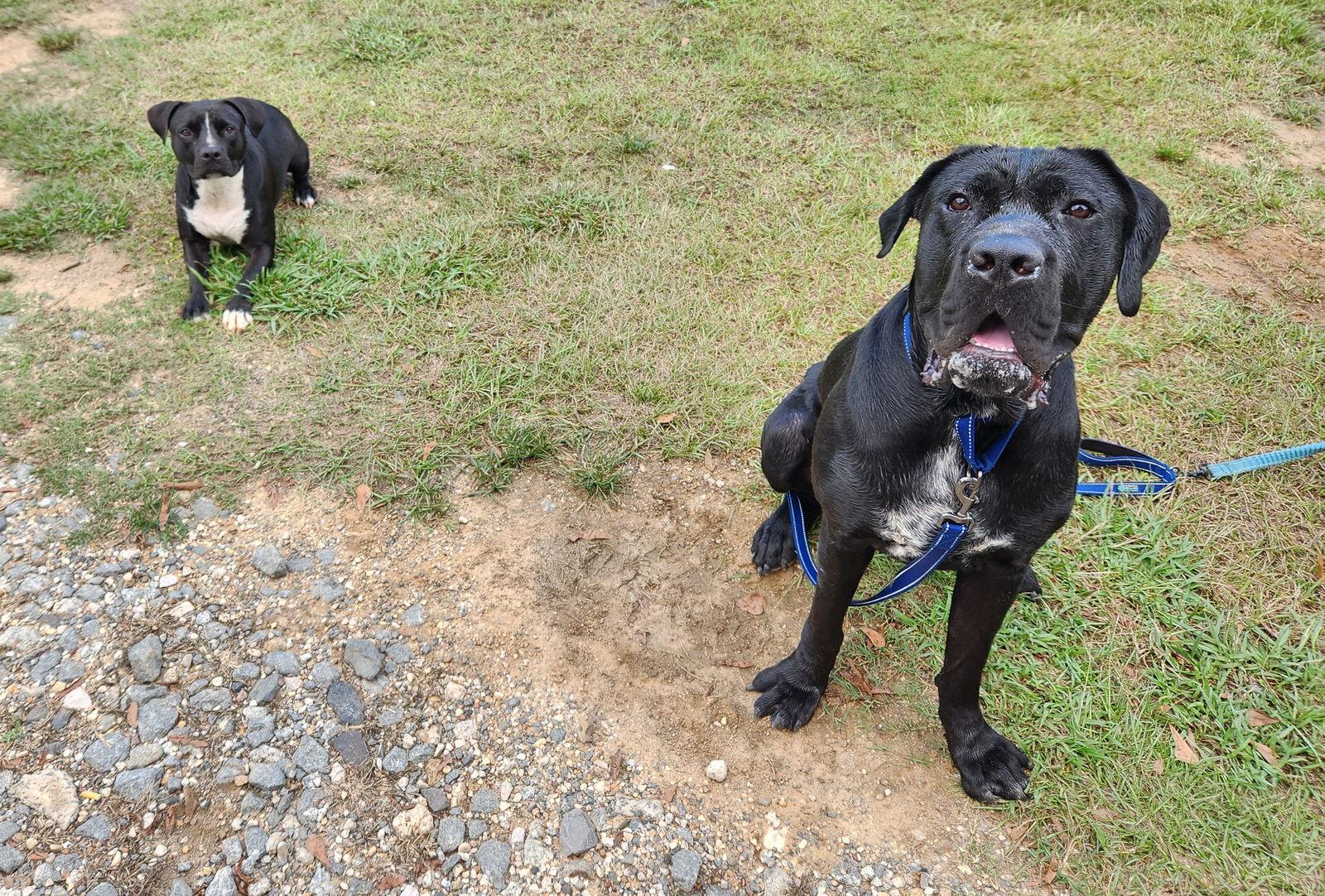 clifford, Adoptable, Adult Male Mastiff & Boerboel.