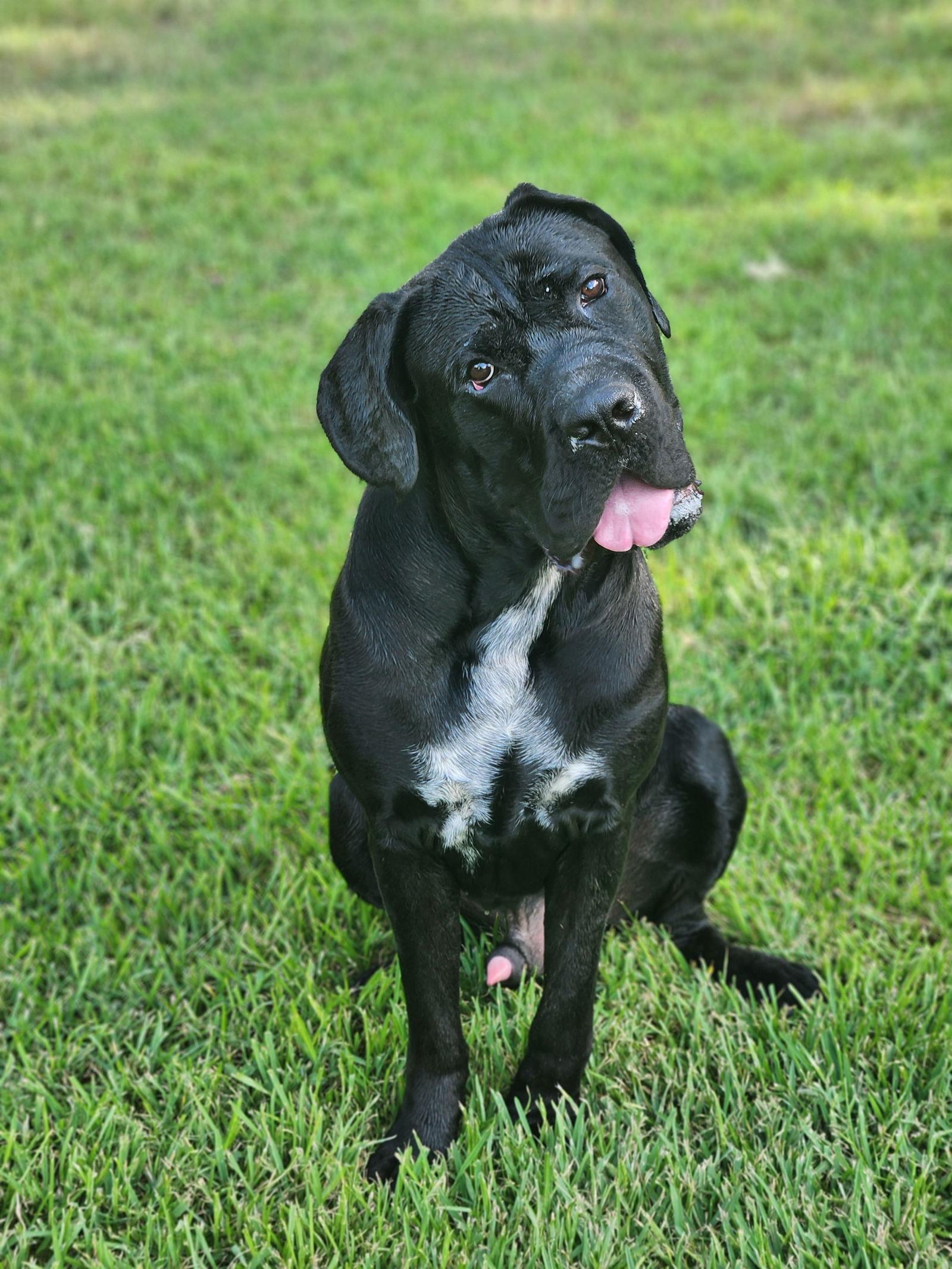 Clifford thumbnail 3