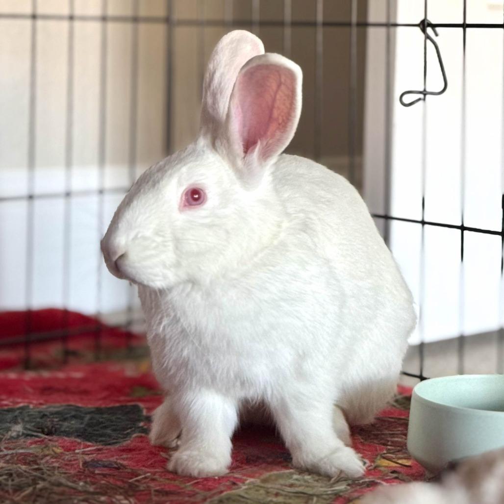 Mascarpone, Adoptable, Baby Male New Zealand.