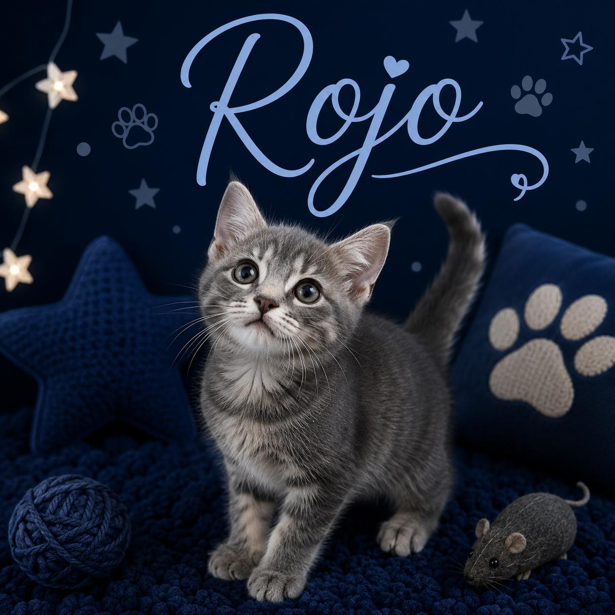 KITTENS AVAILABLE AT PETSMART NORTHWEST RENO ON SUNDAY 7/26, an adopted mixed breed in Reno, NV image 5/6