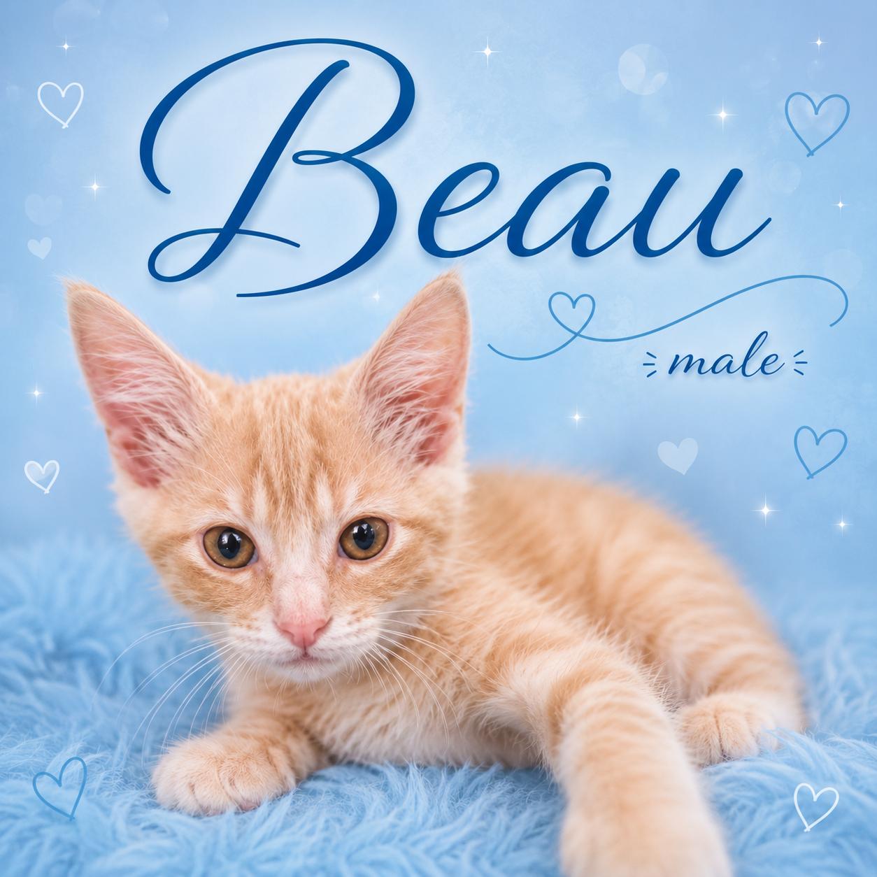 KITTENS AVAILABLE AT PETSMART NORTHWEST RENO ON SUNDAY 7/26, an adopted mixed breed in Reno, NV image 4/6