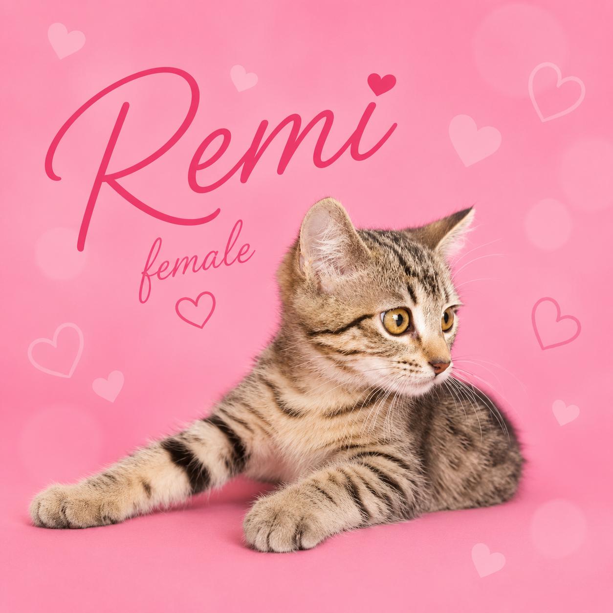 KITTENS AVAILABLE AT PETSMART NORTHWEST RENO ON SUNDAY 7/26, an adopted mixed breed in Reno, NV image 6/6