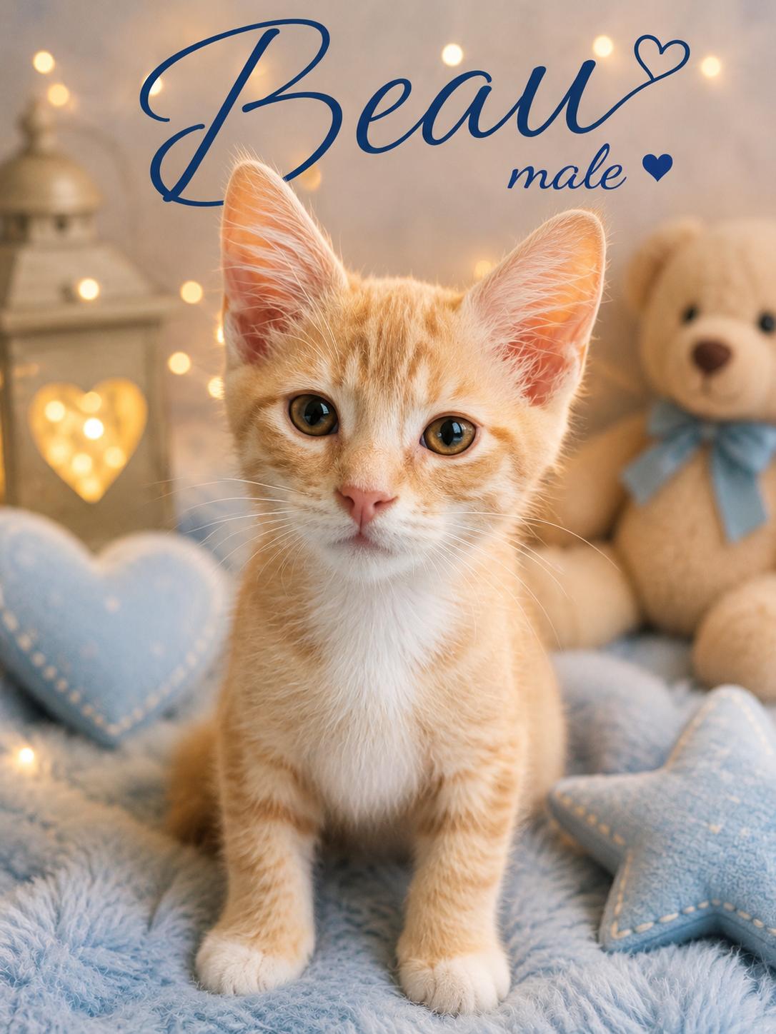 KITTENS AVAILABLE AT PETSMART NORTHWEST RENO ON SUNDAY 7/26, an adopted mixed breed in Reno, NV image 2/6