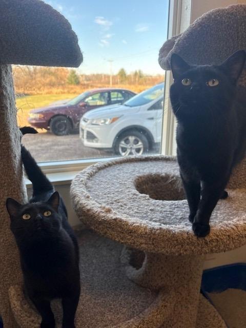 Pee-Wee, Adoptable, Young Male Domestic Short Hair.