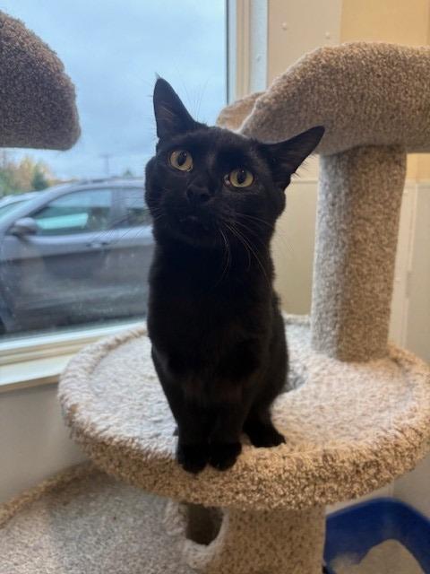 Enlarge Pee-Wee, a Adoptable mixed breed in Ladysmith, WI image 2/5