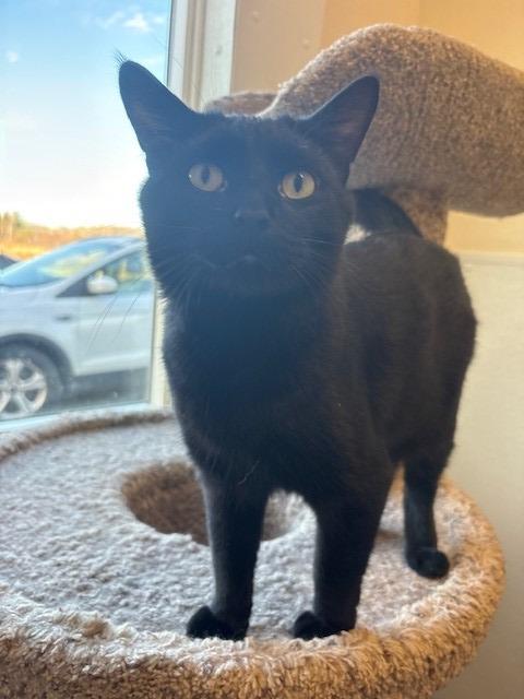 Enlarge Pee-Wee, a Adoptable mixed breed in Ladysmith, WI image 3/5