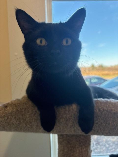 Enlarge Pee-Wee, a Adoptable mixed breed in Ladysmith, WI image 5/5