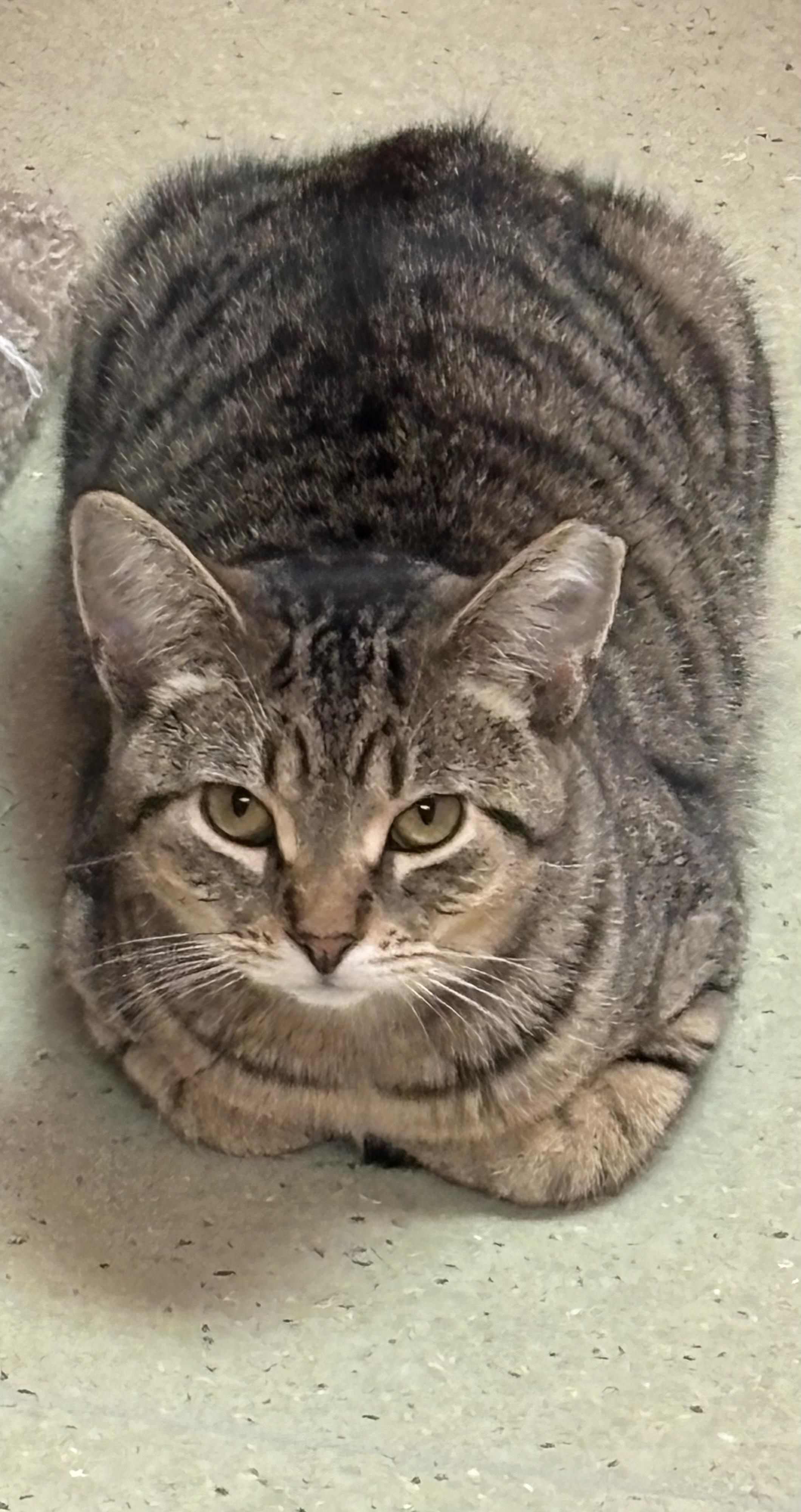 Viper, Young Female Domestic Short Hair