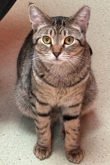 Enlarge Viper, a Adoptable Domestic Short Hair in Cincinnati, OH image 1/3