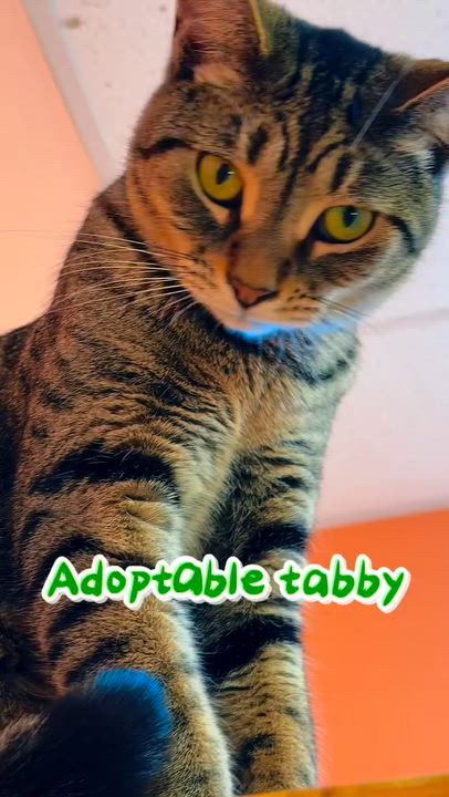 Enlarge Viper, a Adoptable Domestic Short Hair in Cincinnati, OH video 2/3