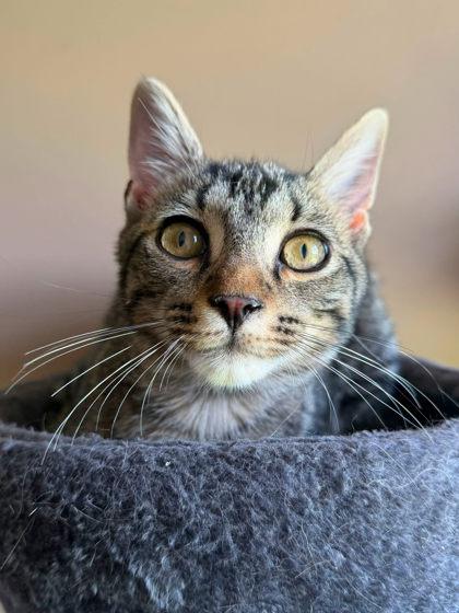 Enlarge Sasparilla, a Adoptable mixed breed in Berwick, PA image 1/2