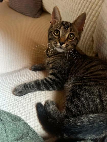 Enlarge Sasparilla, a Adoptable mixed breed in Berwick, PA image 2/2