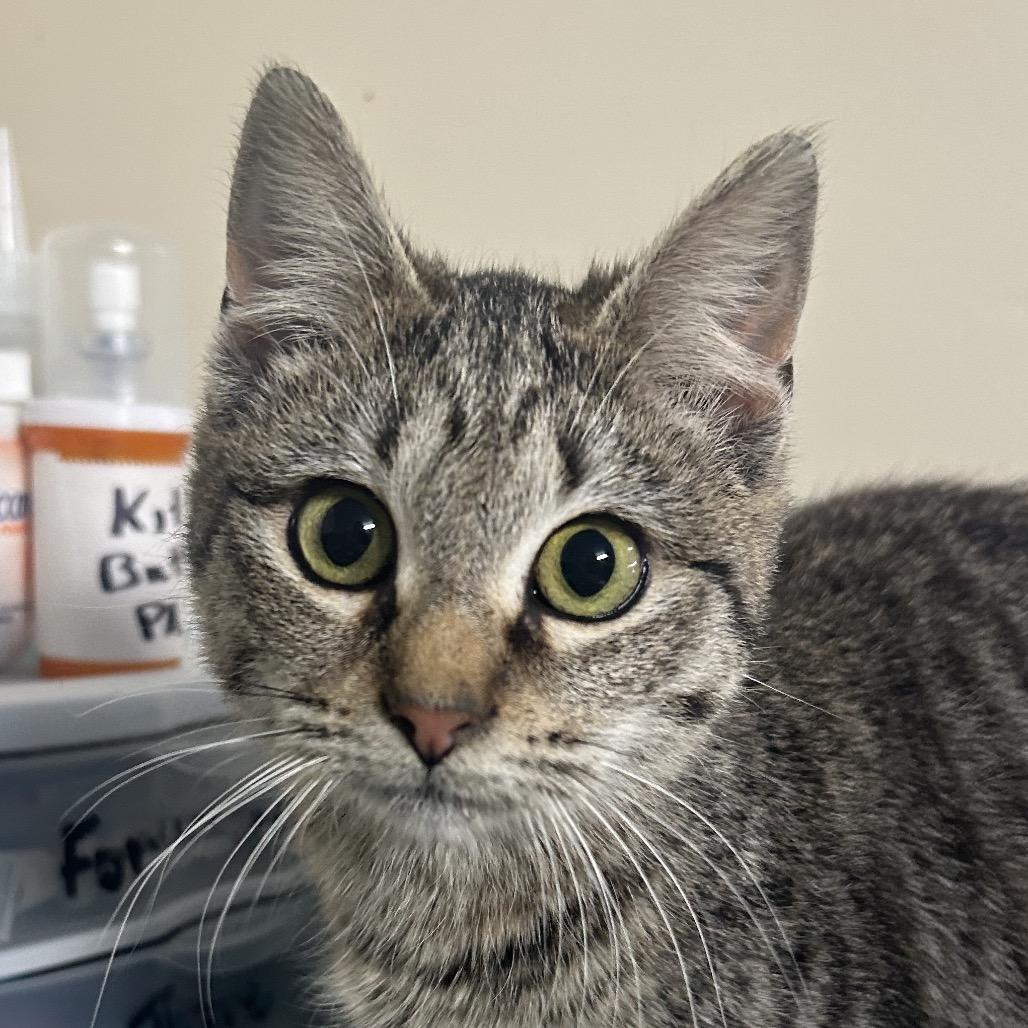Enlarge Reagan, a Adoptable Domestic Short Hair in West Point, MS image 1/1