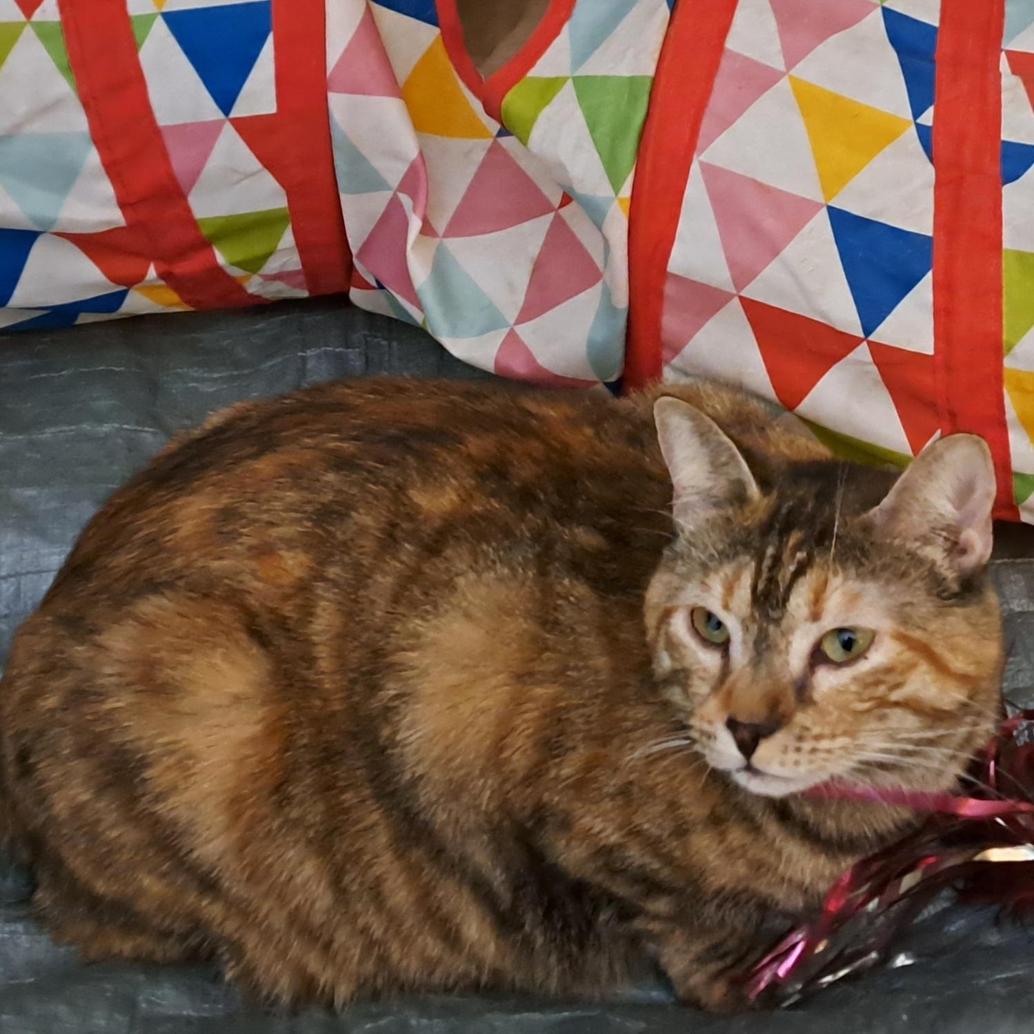 Sweetpea, a Adoptable mixed breed in Riverside, CA image 2/4