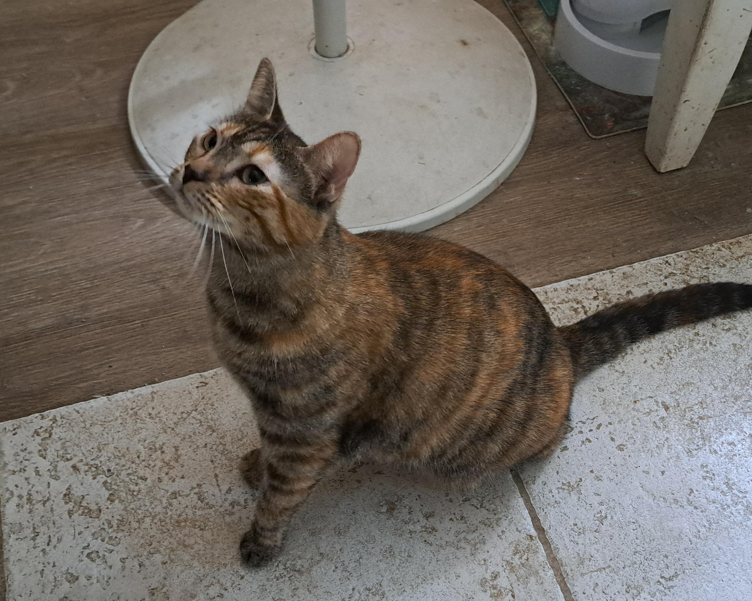 Sweetpea, a Adoptable mixed breed in Riverside, CA image 3/4