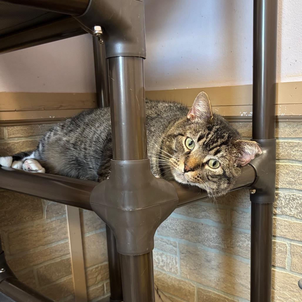 Conga, a Adoptable Domestic Short Hair in Davenport, IA image 1/6