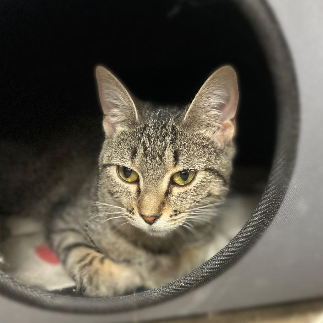 Conga, a Adoptable Domestic Short Hair in Davenport, IA image 2/6