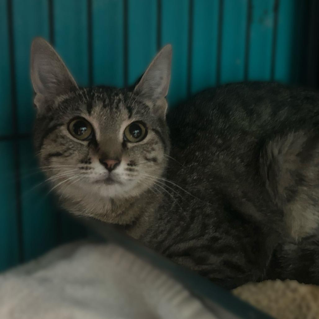 Conga, a Adoptable Domestic Short Hair in Davenport, IA image 3/6