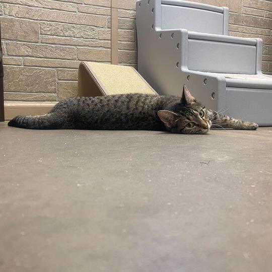 Conga, a Adoptable Domestic Short Hair in Davenport, IA image 5/6