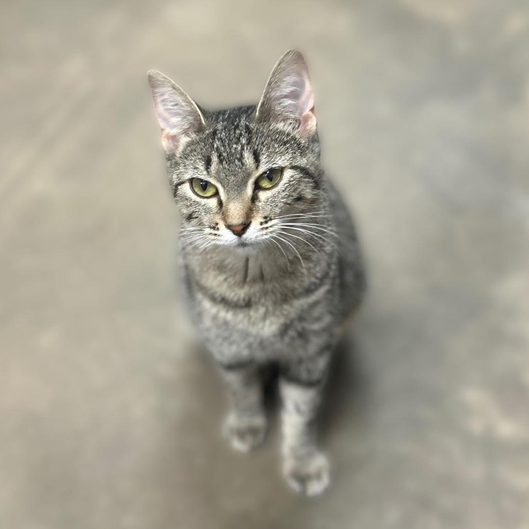 Conga, a Adoptable Domestic Short Hair in Davenport, IA image 6/6