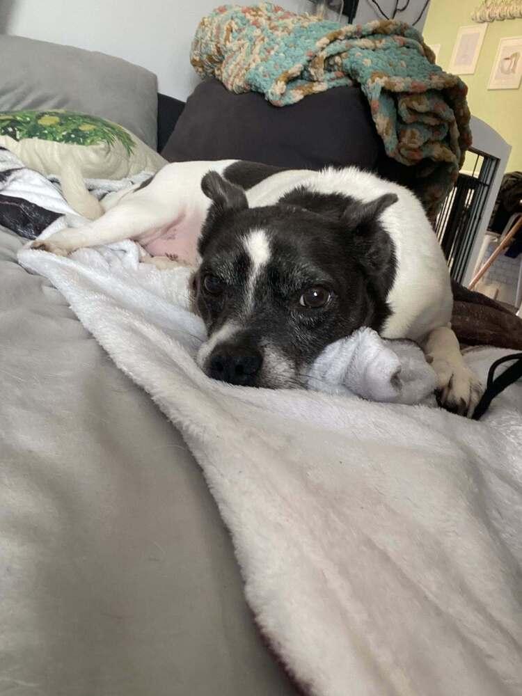 Shadow ~, Adoptable, Senior Male Terrier.