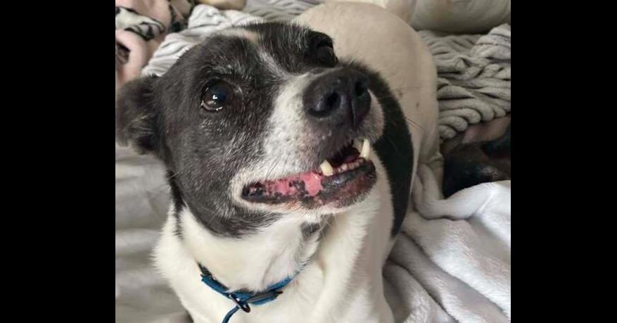 Enlarge Shadow ~, a Adoptable Terrier in Columbia, TN image 2/3