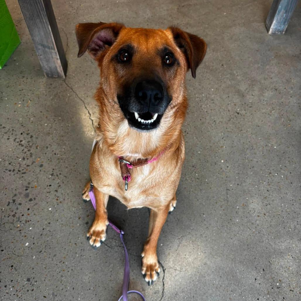 Bennie, Adoptable, Adult Female Labrador Retriever & Rottweiler.