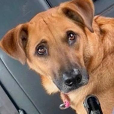 Bennie, a Adoptable mixed breed in Marion, IL image 2/4