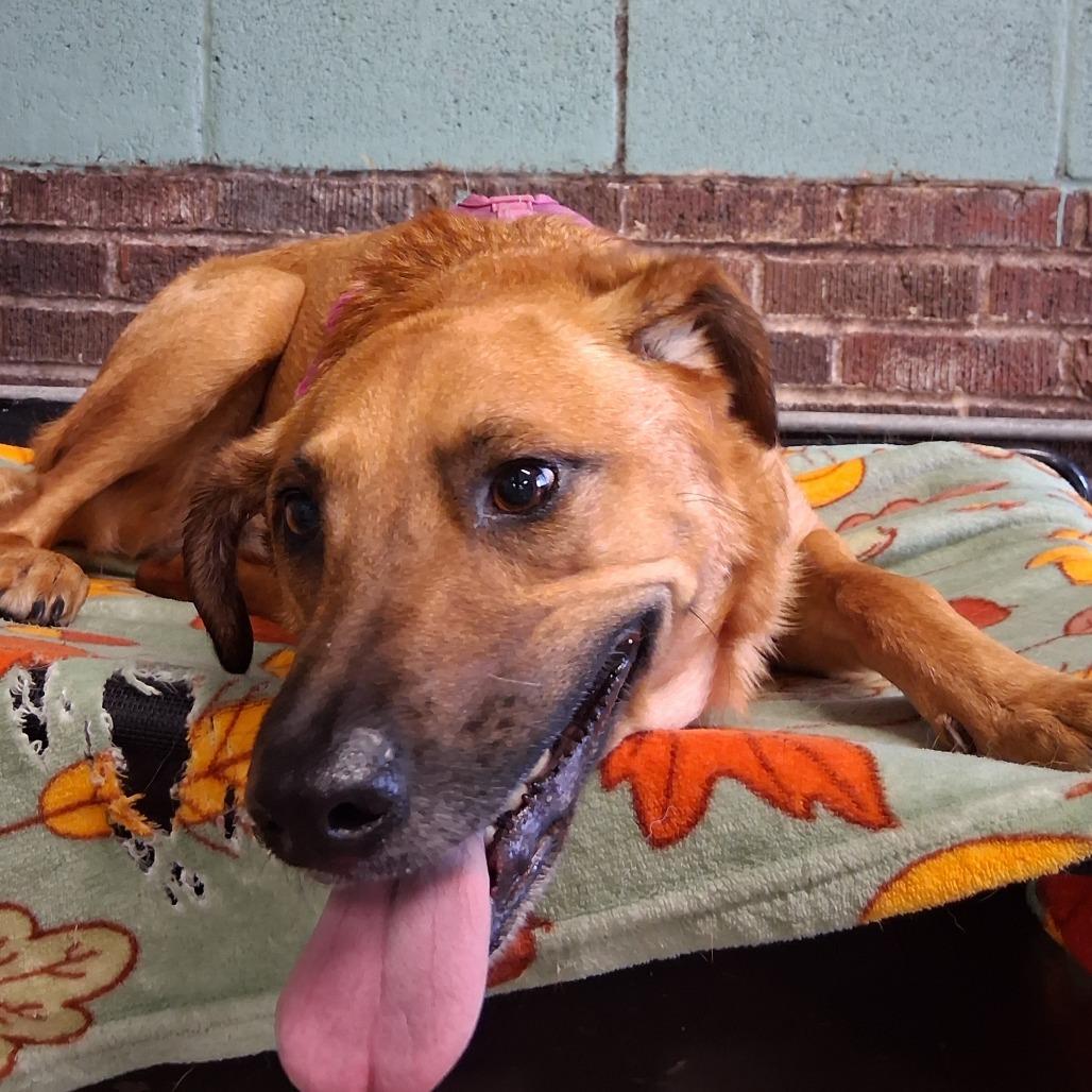 Bennie, a Adoptable mixed breed in Marion, IL image 3/4