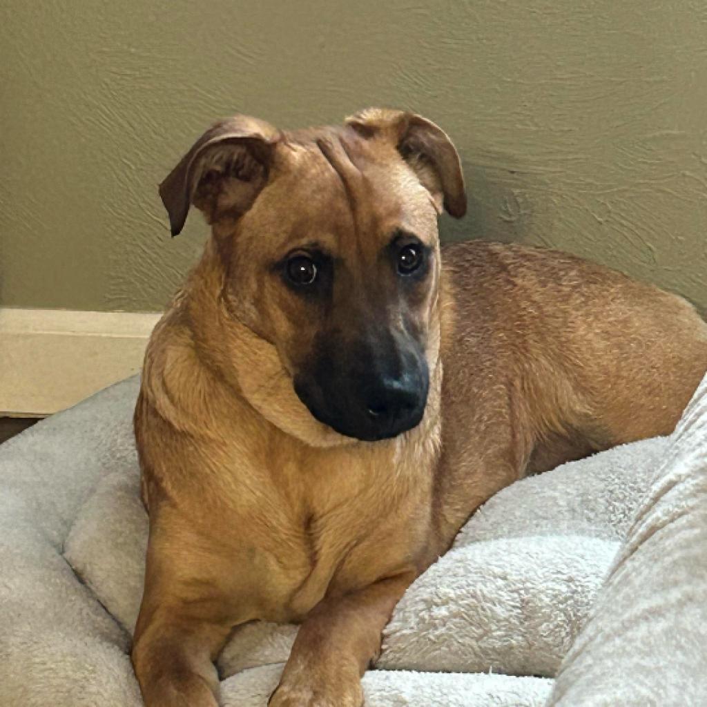 Bennie, a Adoptable mixed breed in Marion, IL image 4/4